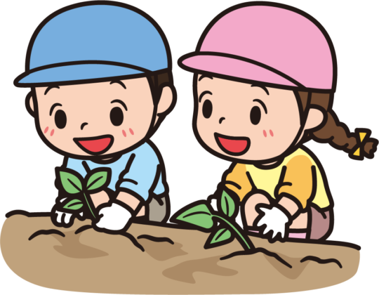 さつま芋の苗植えについて お願い 年長保護者 学校法人青空学園 愛子幼稚園 宮城県仙台市